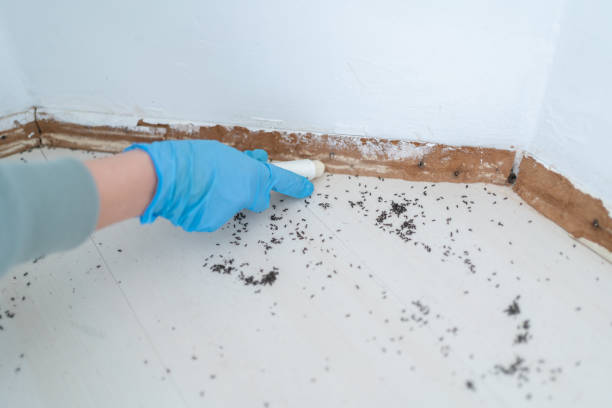 Trusted Mercer, PA Pest Control Experts